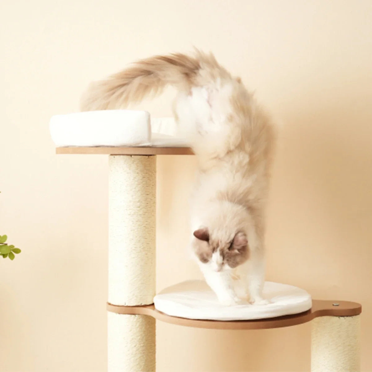 Arbre chat bois | Sylveo