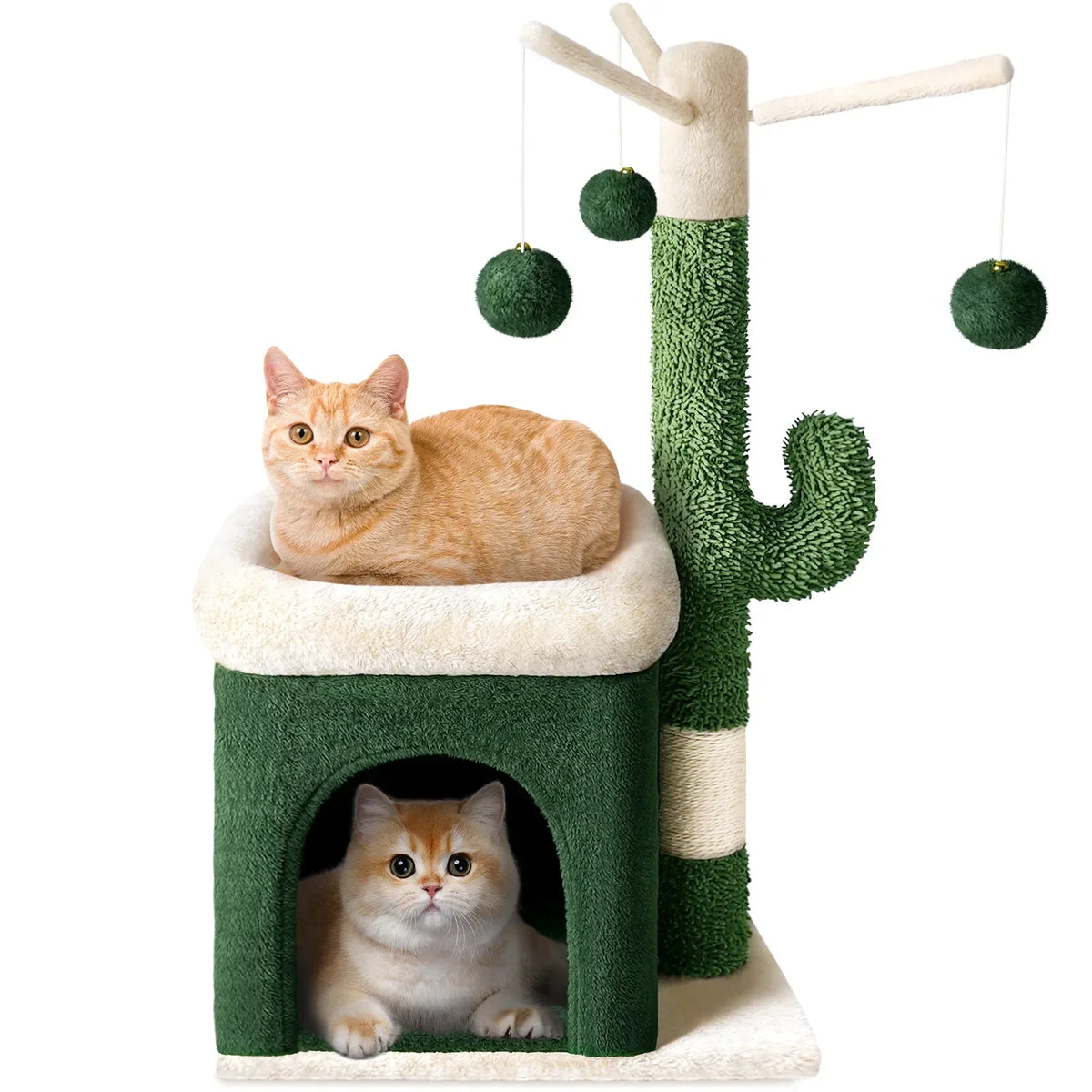 Arbre chat cactus - Cactou