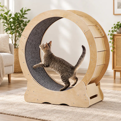 Roue pour chat | Galopino